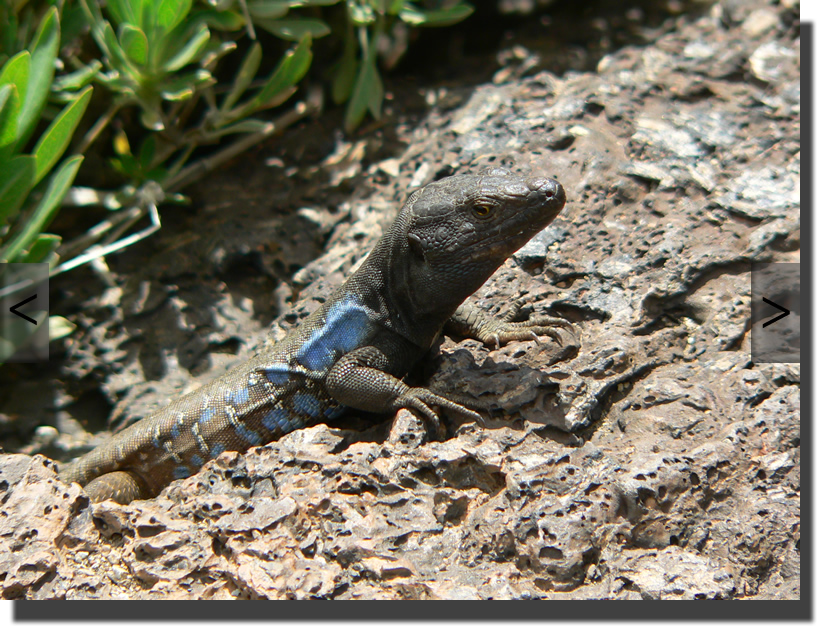 Gallotia galloti galloti